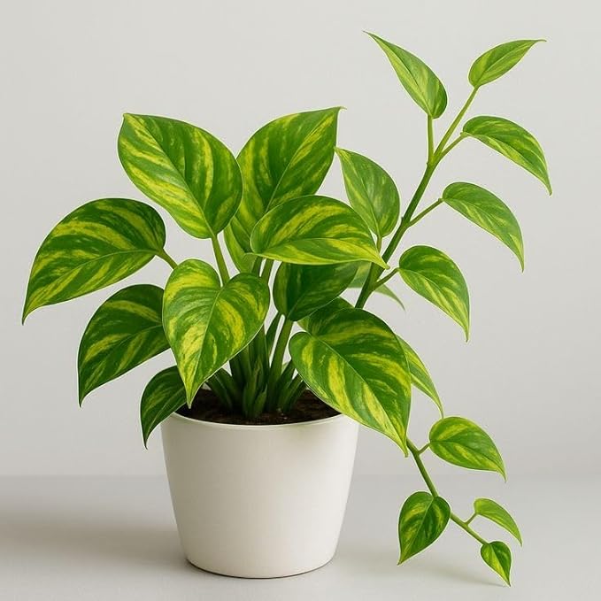 Indoor Plants