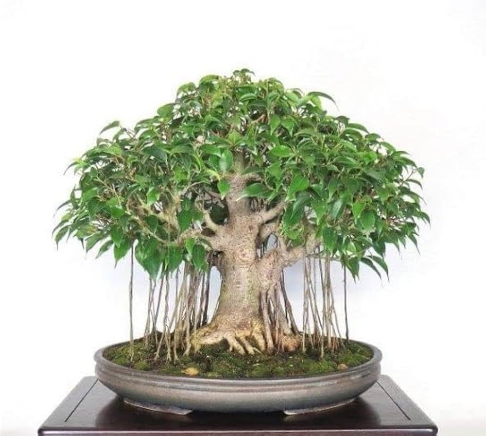 Premium Bonsai Tree